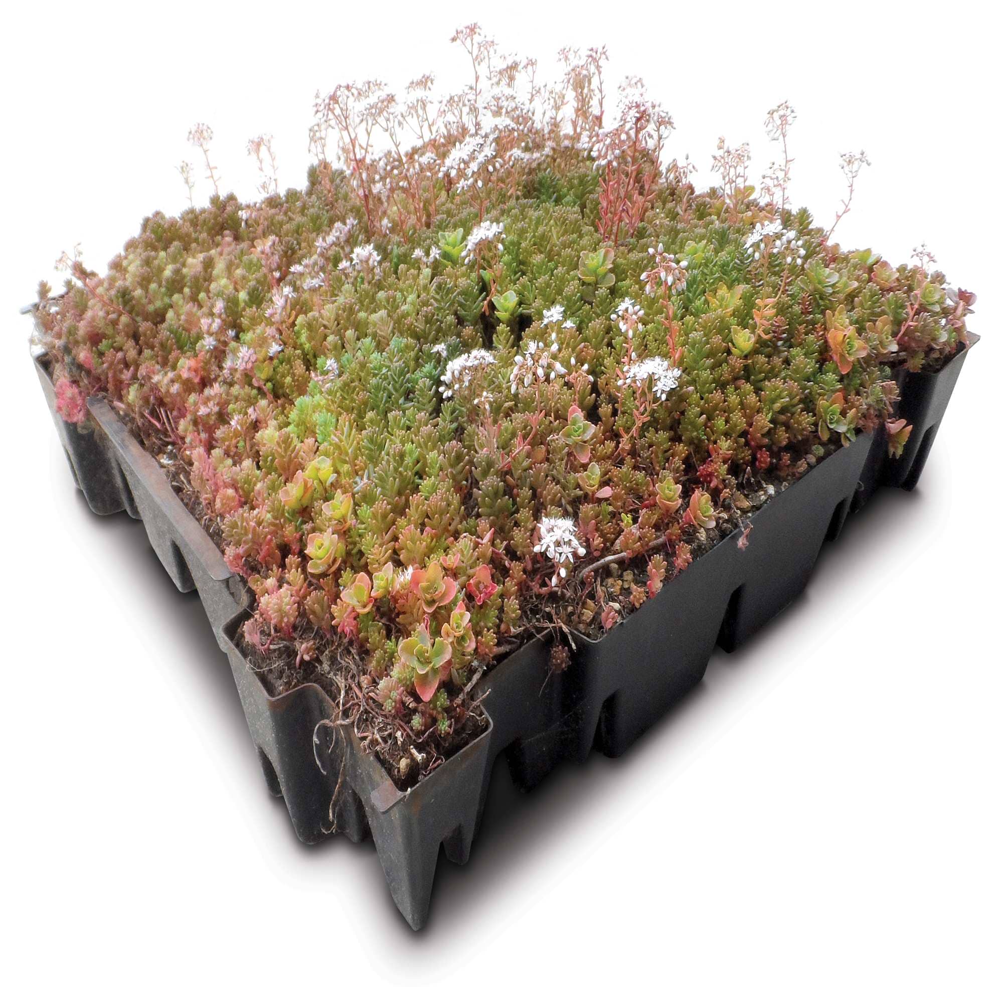 Green Roof Systems